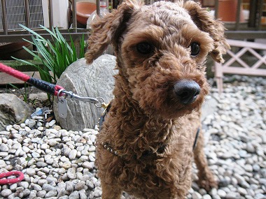 f:id:animal_protections:20120405225443j:image f:id:animal_protections:20120405225443j:image
