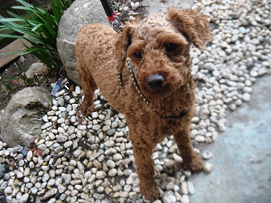 f:id:animal_protections:20120405225444j:image f:id:animal_protections:20120405225444j:image