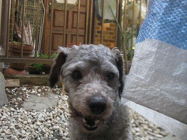 f:id:animal_protections:20120407100459j:image f:id:animal_protections:20120407100459j:image
