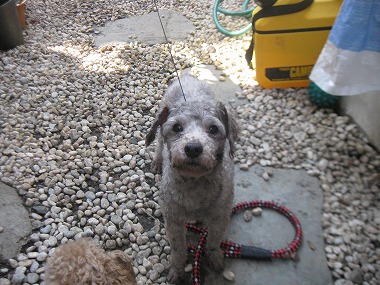 f:id:animal_protections:20120407100500j:image f:id:animal_protections:20120407100500j:image