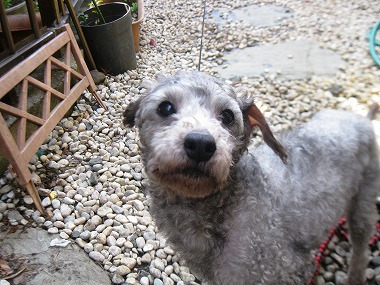 f:id:animal_protections:20120407100501j:image f:id:animal_protections:20120407100501j:image