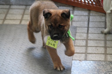 f:id:animal_protections:20120410212612j:image