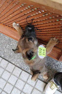f:id:animal_protections:20120410212613j:image
