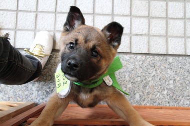 f:id:animal_protections:20120410212614j:image