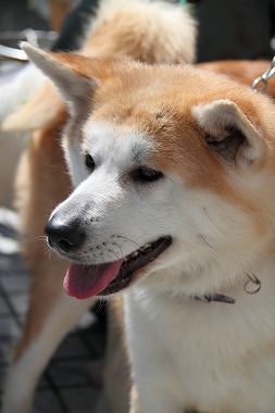 f:id:animal_protections:20120410212615j:image