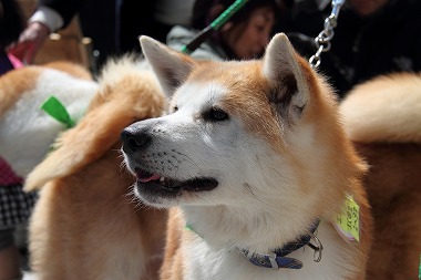 f:id:animal_protections:20120410212616j:image