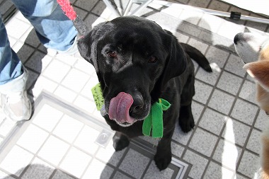 f:id:animal_protections:20120410212617j:image