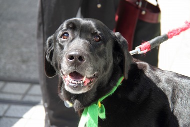 f:id:animal_protections:20120410212618j:image