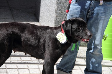 f:id:animal_protections:20120410212619j:image