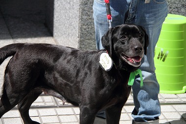 f:id:animal_protections:20120410212620j:image
