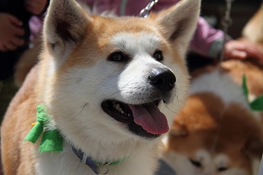f:id:animal_protections:20120410212621j:image