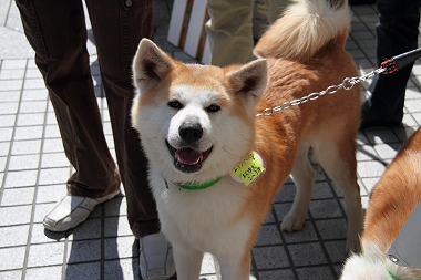 f:id:animal_protections:20120410212622j:image