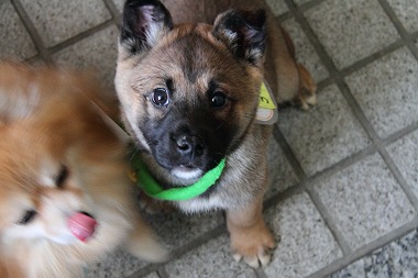 f:id:animal_protections:20120410212623j:image