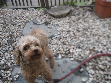 f:id:animal_protections:20120416204710j:image