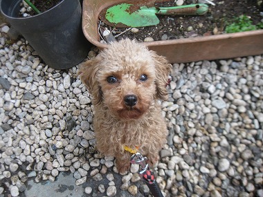 f:id:animal_protections:20120416204711j:image