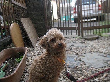 f:id:animal_protections:20120416204712j:image