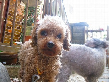 f:id:animal_protections:20120416204713j:image