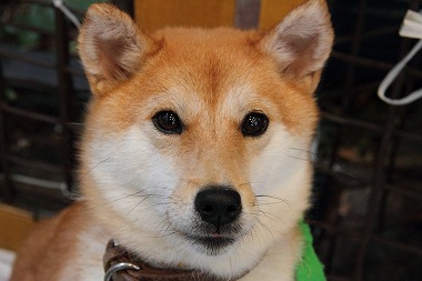 f:id:animal_protections:20120424230545j:image
