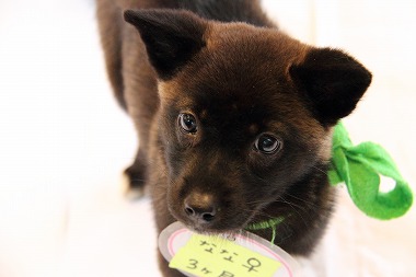 f:id:animal_protections:20120424230553j:image