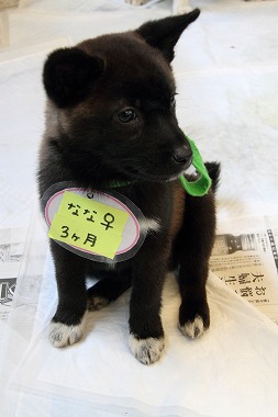 f:id:animal_protections:20120424230554j:image