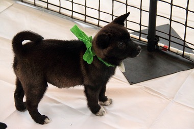 f:id:animal_protections:20120424230555j:image