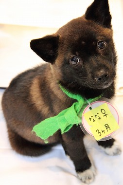 f:id:animal_protections:20120424230556j:image
