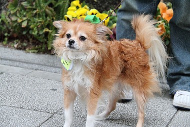 f:id:animal_protections:20120426230903j:image