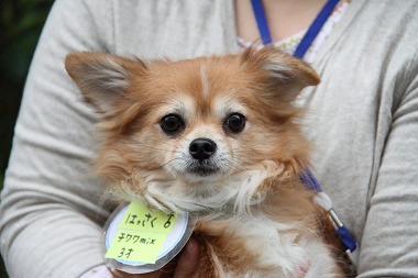 f:id:animal_protections:20120426230904j:image