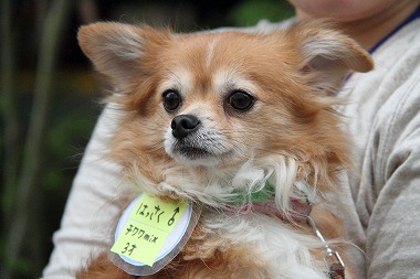 f:id:animal_protections:20120426230906j:image