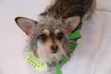f:id:animal_protections:20120430214748j:image