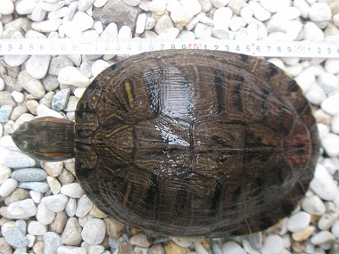 f:id:animal_protections:20120507211310j:image