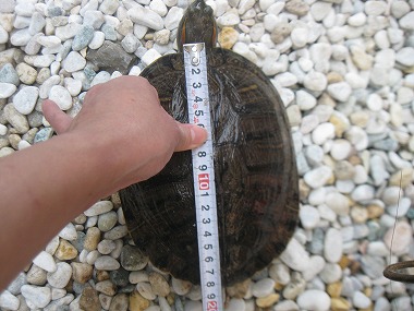 f:id:animal_protections:20120507211311j:image