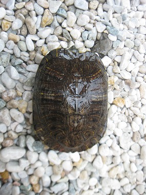 f:id:animal_protections:20120507211312j:image