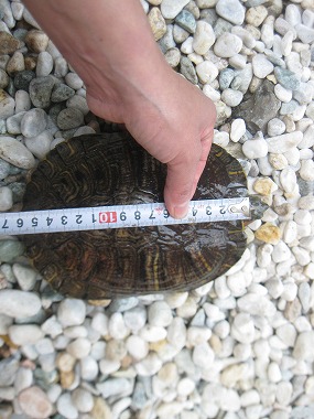 f:id:animal_protections:20120507211313j:image