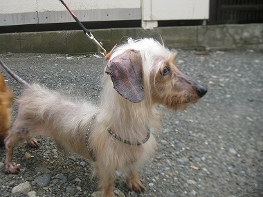 f:id:animal_protections:20120508214459j:image
