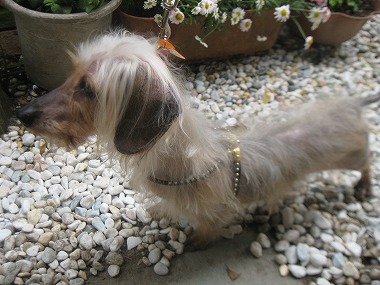 f:id:animal_protections:20120508214500j:image