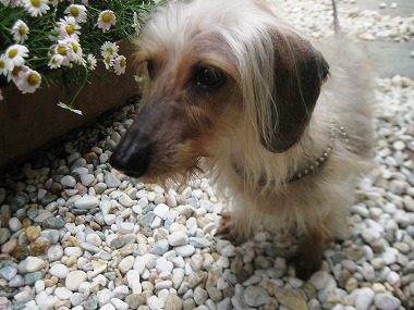 f:id:animal_protections:20120508214501j:image