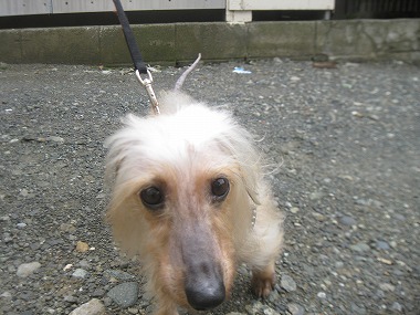 f:id:animal_protections:20120508214502j:image