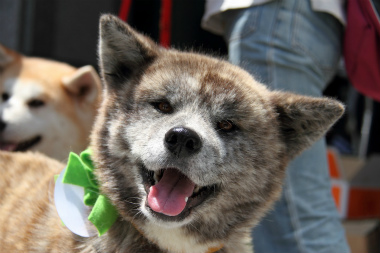 f:id:animal_protections:20120520215958j:image