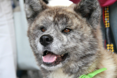 f:id:animal_protections:20120520215959j:image