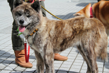 f:id:animal_protections:20120520220001j:image