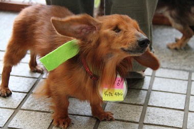 f:id:animal_protections:20120521211537j:image