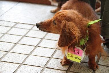 f:id:animal_protections:20120521211538j:image