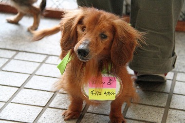 f:id:animal_protections:20120521211539j:image