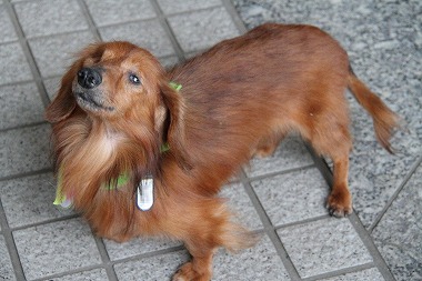 f:id:animal_protections:20120521211540j:image