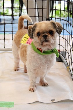 f:id:animal_protections:20120527132957j:image f:id:animal_protections:20120527132957j:image