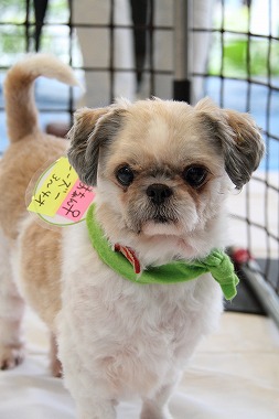 f:id:animal_protections:20120527132958j:image f:id:animal_protections:20120527132958j:image