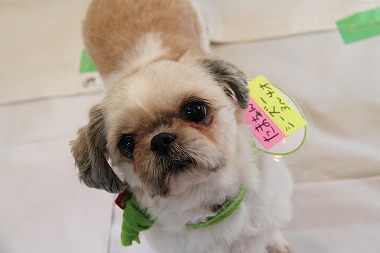 f:id:animal_protections:20120527132959j:image f:id:animal_protections:20120527132959j:image