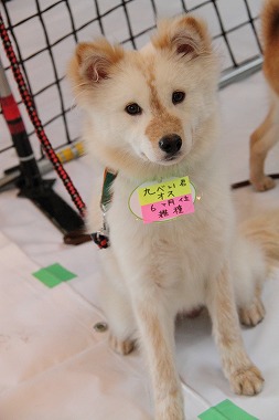f:id:animal_protections:20120527184401j:image
