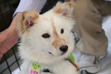 f:id:animal_protections:20120527184403j:image